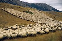 Click image for larger version

Name:	sheep.jpg
Views:	237
Size:	41.2 KB
ID:	1910941