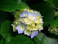 Click image for larger version

Name:	Hydrangeas.jpg
Views:	561
Size:	581.3 KB
ID:	1960140