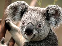 Click image for larger version

Name:	Koala.jpg
Views:	615
Size:	762.5 KB
ID:	1960141