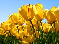Click image for larger version

Name:	Tulips.jpg
Views:	535
Size:	606.3 KB
ID:	1960146