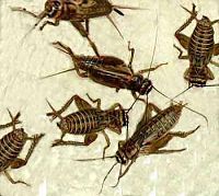 Click image for larger version

Name:	crickets.jpg
Views:	852
Size:	23.5 KB
ID:	1971785