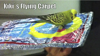 Click image for larger version

Name:	kiki flying carpet.PNG
Views:	237
Size:	877.0 KB
ID:	1974367