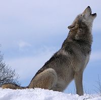 Click image for larger version

Name:	wolves2.jpg
Views:	27
Size:	48.1 KB
ID:	2021866