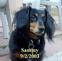 Click image for larger version

Name:	SammySept 2, 2003.jpg
Views:	189
Size:	85.1 KB
ID:	2057329