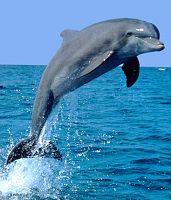 Click image for larger version

Name:	Flipper.jpg
Views:	109
Size:	131.8 KB
ID:	2100124