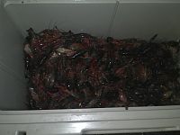 Click image for larger version

Name:	MudBugs.jpg
Views:	73
Size:	562.0 KB
ID:	2106036