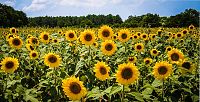 Click image for larger version

Name:	sunflowers.jpg
Views:	2071
Size:	191.2 KB
ID:	2147040