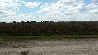 Click image for larger version

Name:	Corn at the field.jpg
Views:	101
Size:	1.54 MB
ID:	2179744