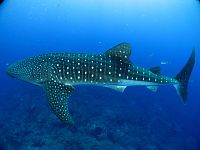 Click image for larger version

Name:	whaleshark05.jpg
Views:	1303
Size:	394.3 KB
ID:	2188776