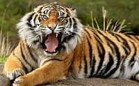 Click image for larger version

Name:	tiger_face_teeth_anger_39904_1680x1050.jpg
Views:	205
Size:	1.18 MB
ID:	2192191