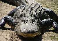 Click image for larger version

Name:	gator-003.jpg
Views:	304
Size:	384.0 KB
ID:	2221018