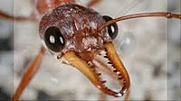 Click image for larger version

Name:	download bull ant.jpg
Views:	23
Size:	6.7 KB
ID:	2254826